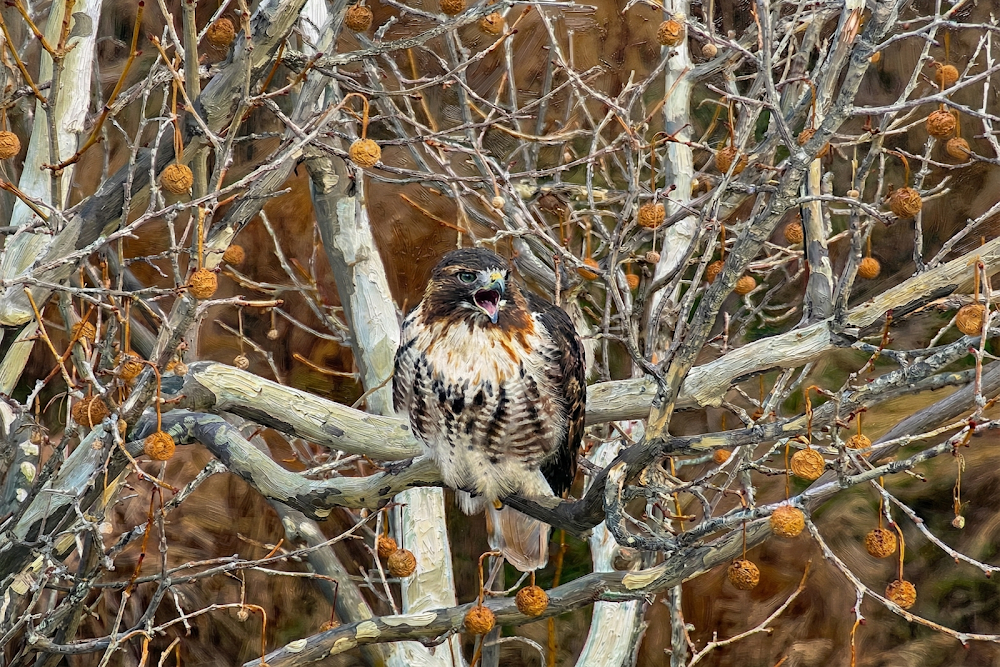 Herald Of The Bare Woods
