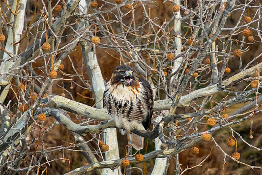 Herald Of The Bare Woods