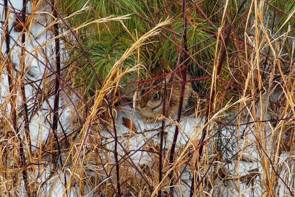 Winter Cottontail
