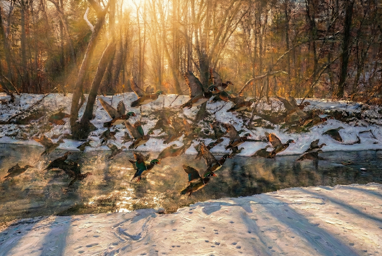 Wood Ducks Sunlit Takeoff