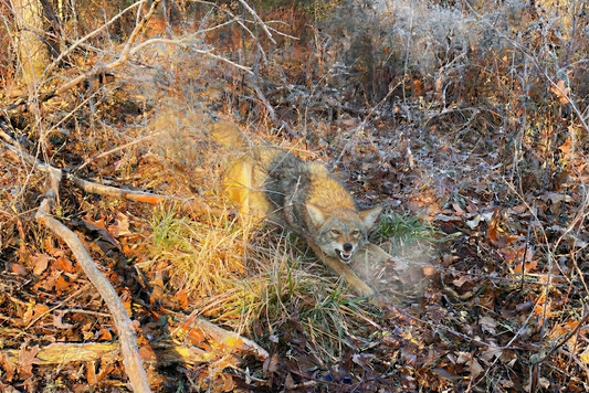 Teeth In The Leaf Litter