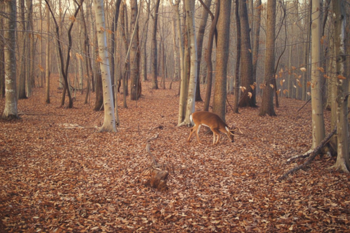 Forest Floor Encounter