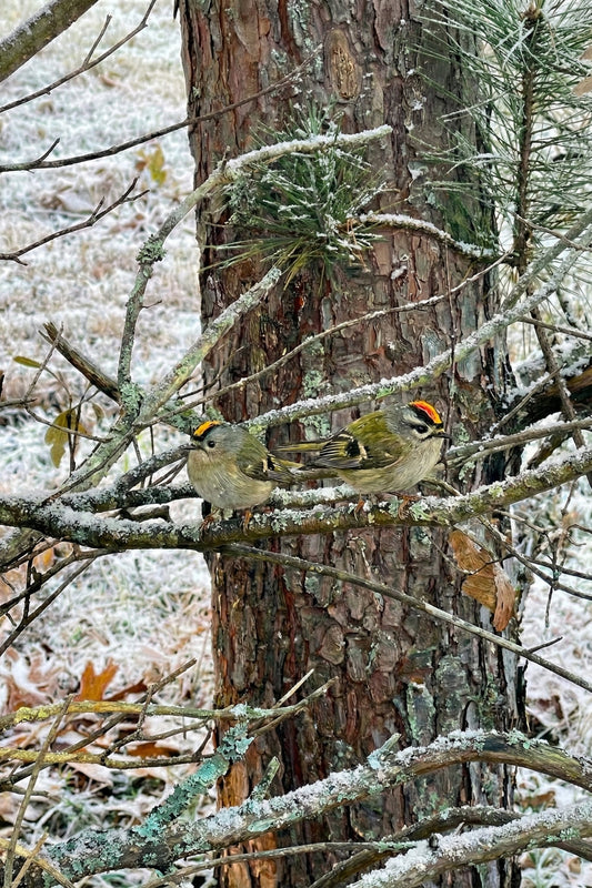 Frostbound Companions