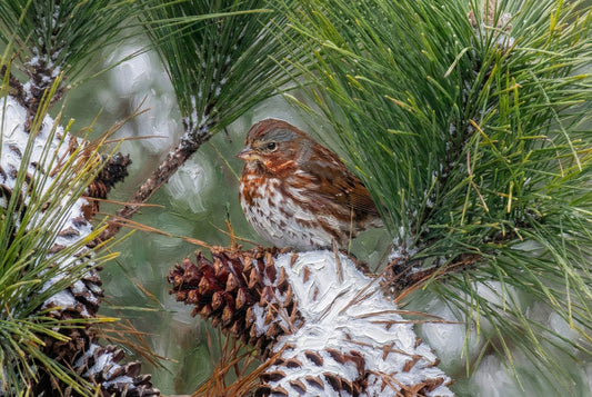 Fox Sparrow in Winter Pine