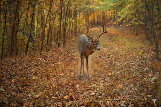 Sweet November Breakout