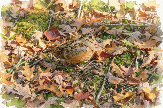 Whisper Of The Woodcock