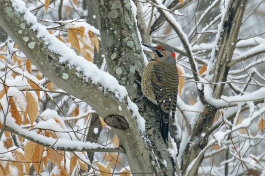 Winter Flicker Snow