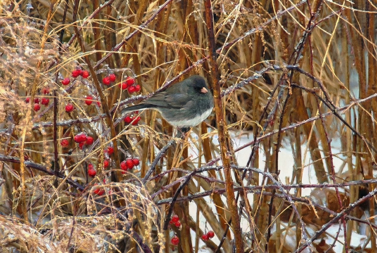 Winter Junco Berries